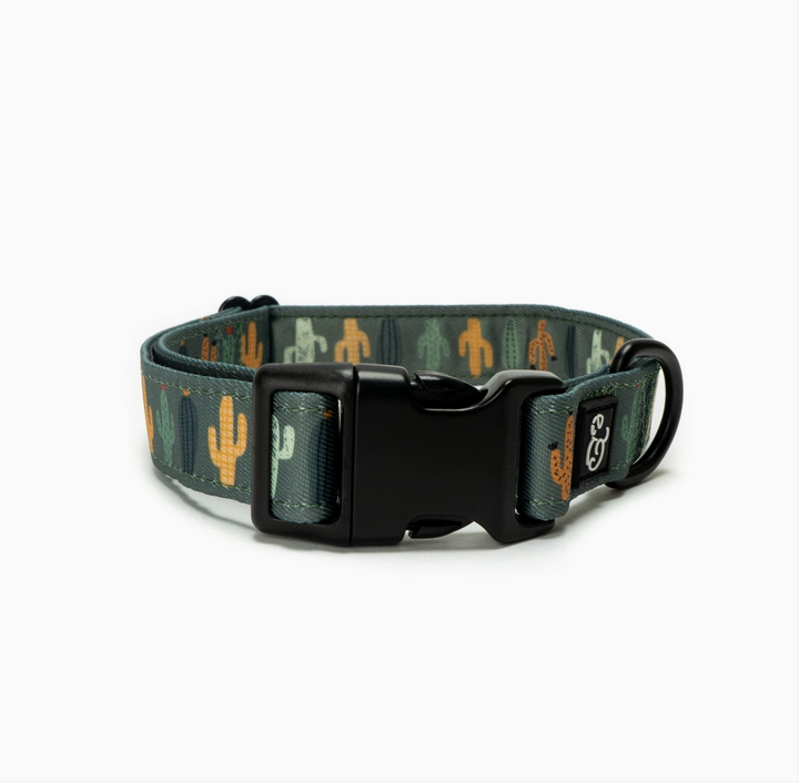 Looking Sharp Dog Collar