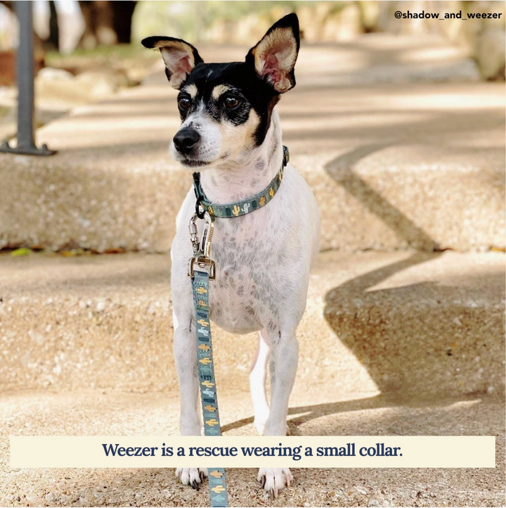 Looking Sharp Dog Collar