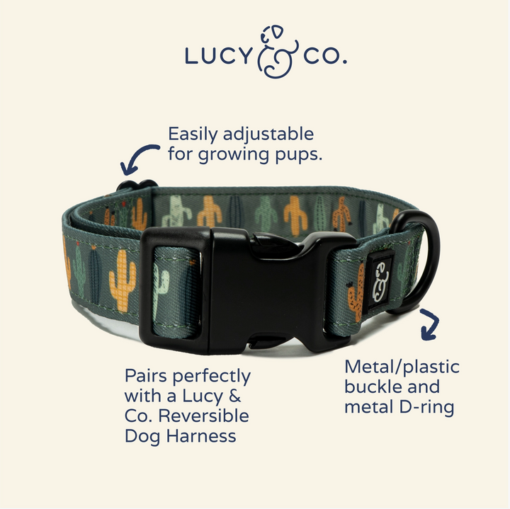 Looking Sharp Dog Collar
